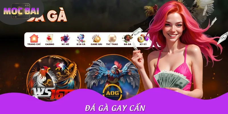 Các trận đấu đá gà tại đây được truyền tải và phát sóng trực tiếp